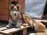 Maya, un ghemotoc de iubire pentru adoptie