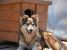 Maya, un ghemotoc de iubire pentru adoptie