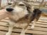 Maya, un ghemotoc de iubire pentru adoptie