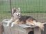 Maya, un ghemotoc de iubire pentru adoptie