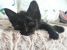 Motanel negru pentru adoptie
