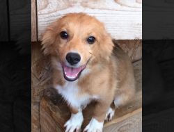 Oferte Adoptii Caine