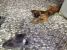 Norocica urgent cauta stapan - adoptie catelusa talie mica