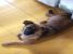 Norocica urgent cauta stapan - adoptie catelusa talie mica