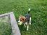Pierdut Beagle tricolor zona Campului - Kuncz, Timisoara