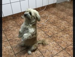 Animale Pierdute Caine