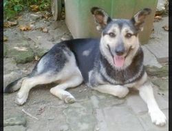 Animale Pierdute Caine
