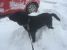 Pierdut labrador negru zona Dristor - Kaufland