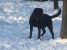 Pierdut labrador negru zona Dristor - Kaufland