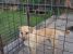 Pierdut Labrador zona Fundeni - Dobroesti