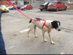 Animale Pierdute Caine