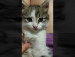 Animale Pierdute Pisica