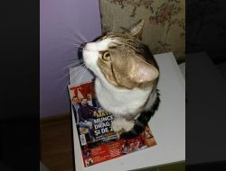 Animale Pierdute Pisica