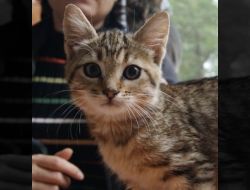 Animale Pierdute Pisica