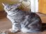 Pierdut pisica (Silver Tabby - gri tigrat) in zona Lujerului.
