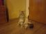 Pierdut pisica (Silver Tabby - gri tigrat) in zona Lujerului.