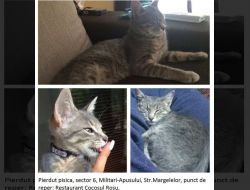 Animale Pierdute Pisica