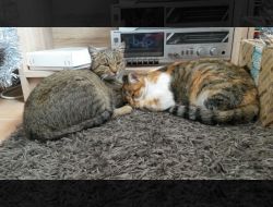 Animale Pierdute Pisica