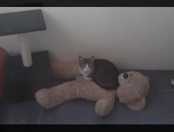 Animale Pierdute Pisica