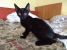 Pisica 2 luni, mascul, pentru adoptie
