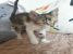 Pisicuta calico pentru adoptie
