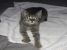 Pisicuta gri tigrata ochi verzi pentru adoptie