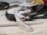Pisicute pentru adoptie