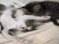 Pisicute pentru adoptie