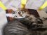 Pisicute pentru adoptie