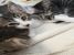 Pisicute pentru adoptie