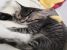 Pisicute pentru adoptie