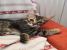 Pisicute pentru adoptie