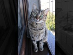 Oferte Adoptii Pisica