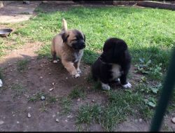 Oferte Adoptii Caine