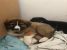 Puiuti in cautarea unei familii - catelusi pufosi pentru adoptie
