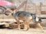 Reina, catelusa de paza pentru adoptie