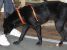 Reth, lupoaica voioasa pentru adoptie