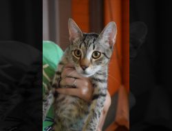 Oferte Adoptii Pisica