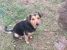 Tzatzi , metis Beagle, spre adoptie