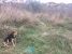 Tzatzi , metis Beagle, spre adoptie