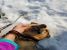 Tzatzi , metis Beagle, spre adoptie