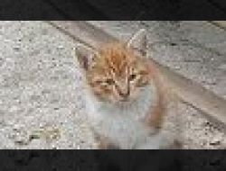 Oferte Adoptii Pisica