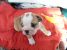 Vand pui Bulldog Englez